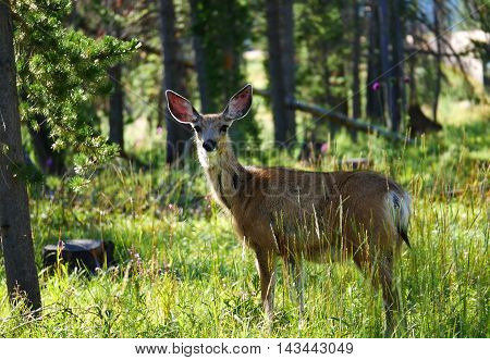 a deer in the woods staring at the person