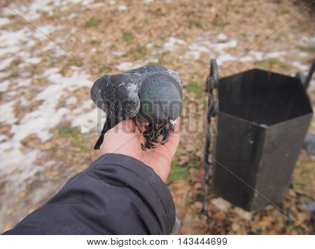 Pigeon sitting on a human hand. A man feeds pigeons with his hands.