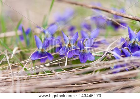 Wood Violet or Dog Violet in woodland in springtime