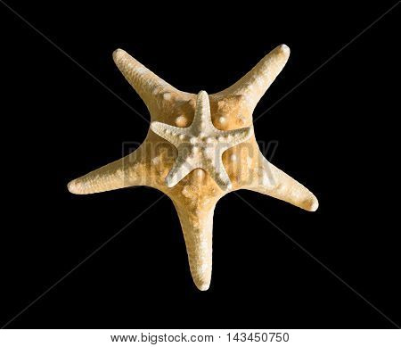 Two starfish on black isolated batskground closeup