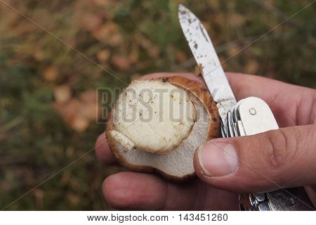 Mushrooming in the forest. Porcini. In his hand is a white mushroom and knife.