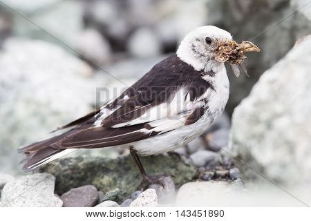 Snow Bunting, Plectrophenax Nivalis In Breeding Plumage, Iceland
