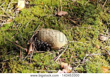 Textured puffball Lycoperdon sp. mushroom emerging from the grass in a forest