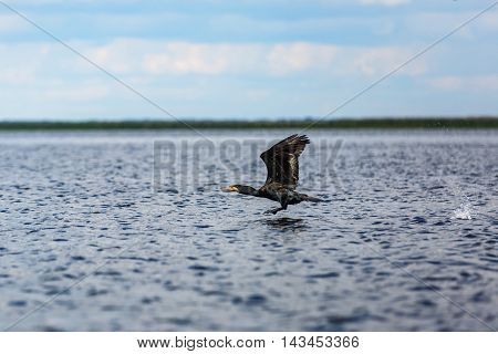 Photo of flying great cormorant in Danube Delta