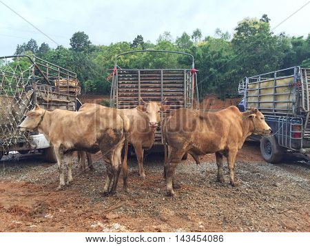 cow in livestock market at subburb in Thailand