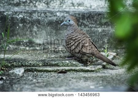 the beautiful zebra dove stand on the cement