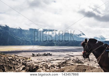 The horse enjoying beautiful view at Mount Bromo, Indonesia