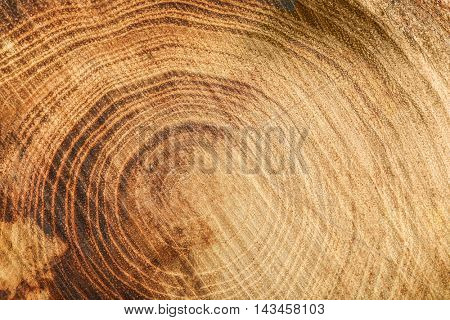 Tree trunk cross section, closeup