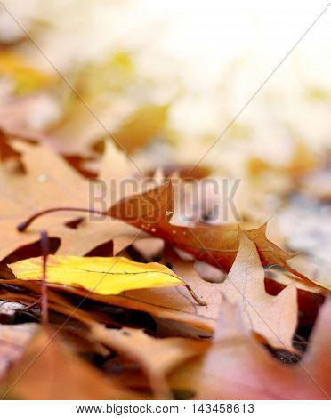 Selective focus of forest floor in autumn with bright sun and copy space.
