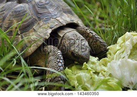 why don't you try turtle ?turtle is easy, and it's fun too!