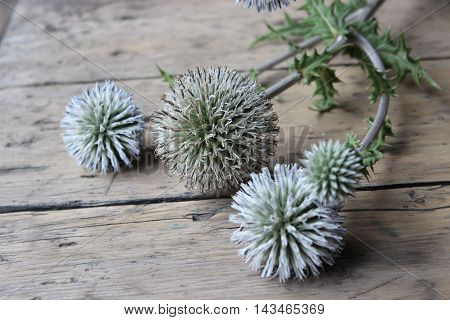 Dry flower echinops on a wooden board