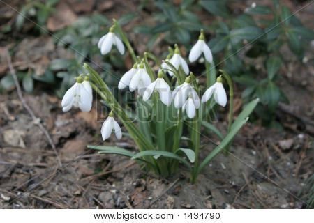 Galanthus Подснежник