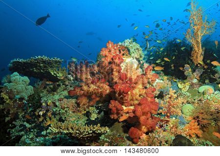 Colorful Coral Reef against Blue Water. Dampier Strait Raja Ampat Indonesia