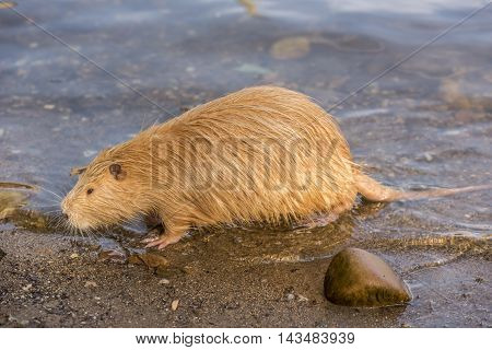 Close up image from side with a Coypu profile image, how it just came out from the river Vltava, in Prague city, Czech Republic