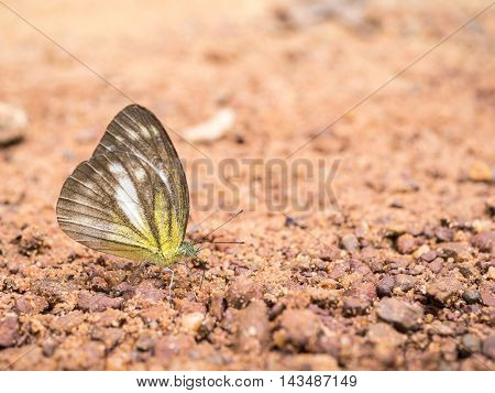 Closeup butterfly with on sand at Pang Sida National Park Sa Kaeo Thailand