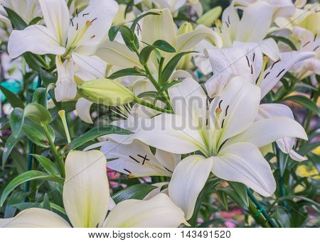 White Lilly
