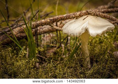 wild mushroom in the undergrowth of a danish forrest.