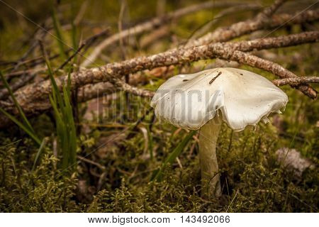 wild mushroom,growing in  a danish woodlands by the sea