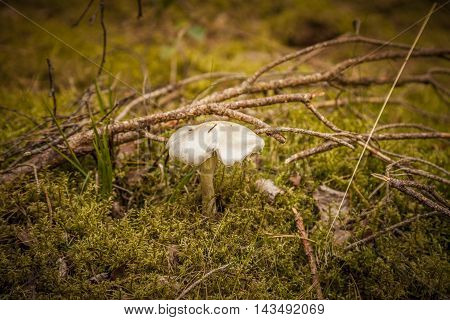 A wild mushroom grows in the undergrowth under trees.