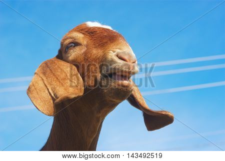 brown goat with long ears bleating on blue sky