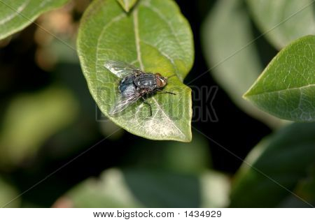 Fly