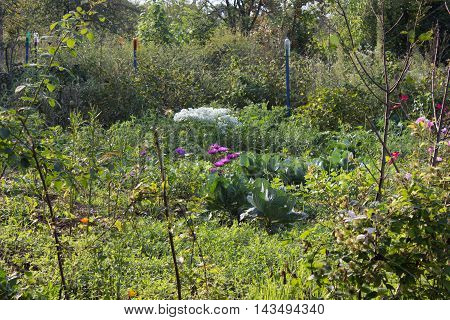 summer is very beautiful in the country, everything grows and blooms