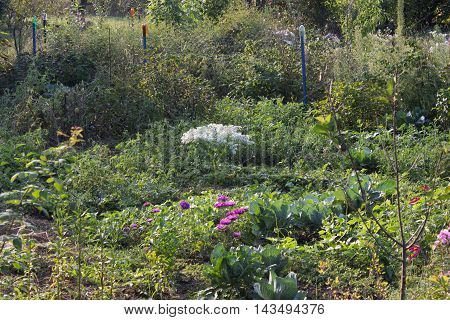 summer is very beautiful in the country, everything grows and blooms