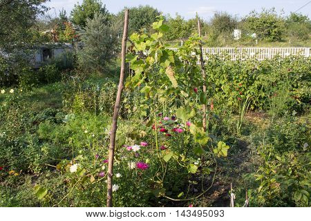 summer is very beautiful in the garden at the cottage