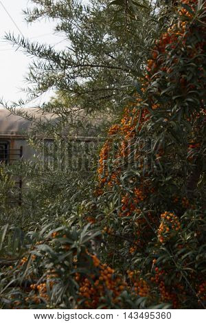 sea buckthorn grows in the garden in the country, it is useful