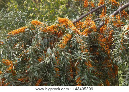 sea buckthorn grows in the garden in the country, it is useful
