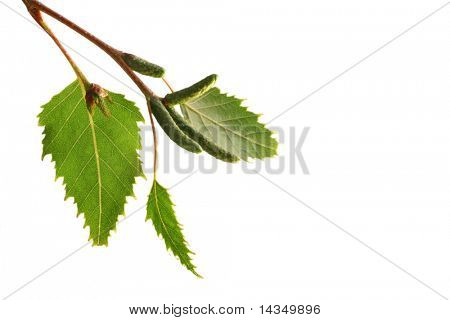 Sunlit silver birch leaves, isolated on white