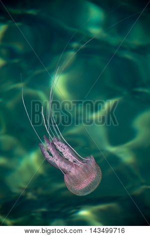 Dangerous jellyfish Pelagia Noctiluca with reflections under water surface