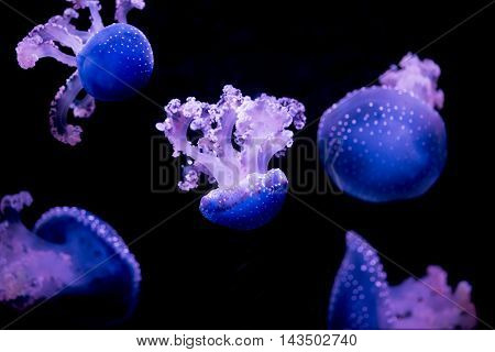 Beutiful illuminated blue jellyfishes on black background