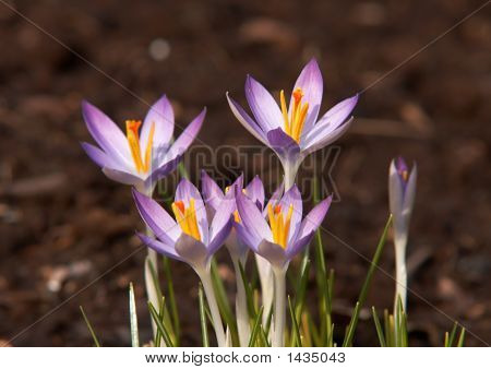 Crocus