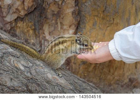 Squirrel is eating food from the hand.