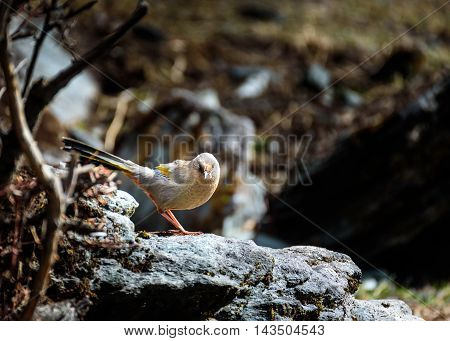 Brown Bird perched on a rock and looking at photographer.