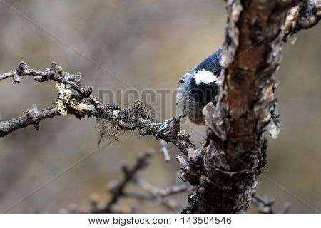 Shy bird try to hide itself from camera at Yading Nature Reserve, China.
