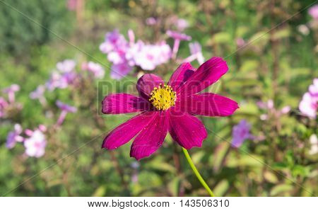 flowers grow in the garden in the country