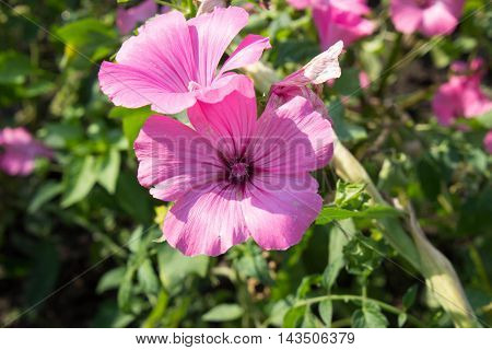 flowers grow in the garden in the country