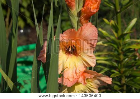 flowers grow in the garden in the country