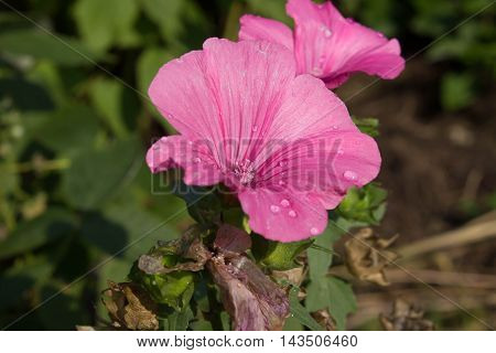 flowers grow in the garden in the country