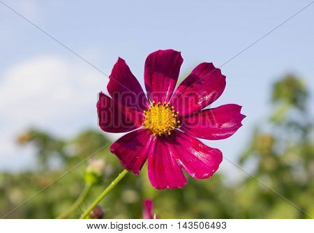 flowers grow in the garden in the country