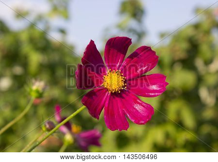 flowers grow in the garden in the country