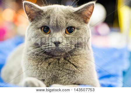 Adorable Britan Gray Cat With Orange Eyes