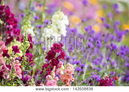 Beautiful Summer Landscape Image Of Vibrant Wild Flowers In Meadow With Selective Focus For Effect