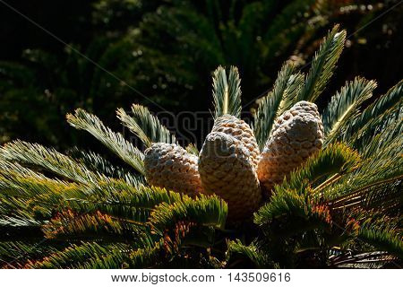 Leaves and cones of a rare cycad  (Encephalartos spp.), South Africa