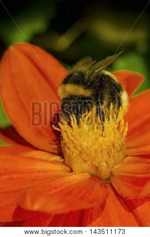 Macro bee on beautiful colorful flowers with bright petals and yellow heart