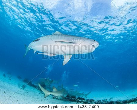 Tiger shark during a scuba dive in the Bahamas