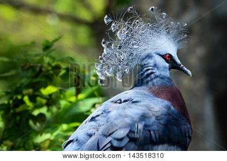 Gray birds with red eyes with a beautiful crest.