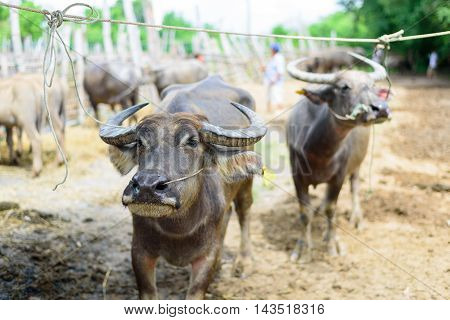 Buffalo staring photographer at cattle market in Chiang Mai, Thailand.
